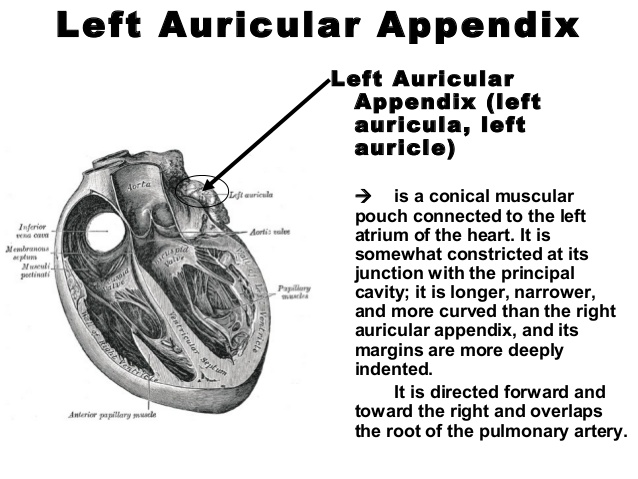 Auricular Appendix Liberal Dictionary