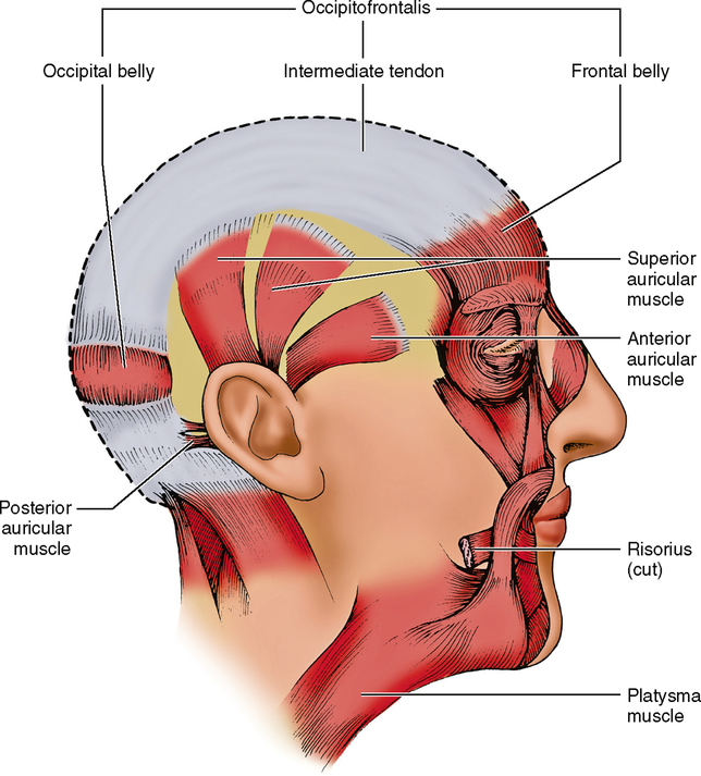 Auricular Muscle Liberal Dictionary