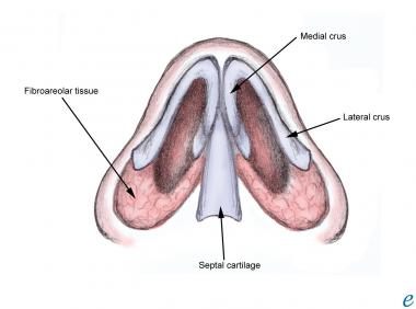 Cartilage Of Nasal Septum Liberal Dictionary