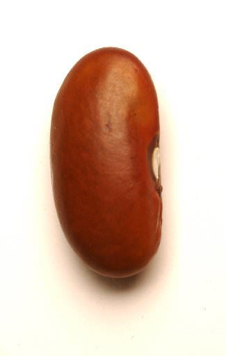 a bean