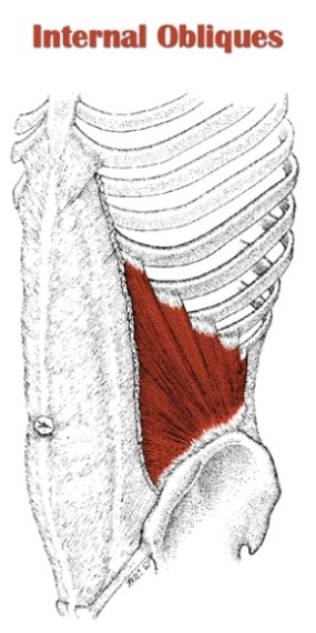 abdominal internal oblique muscle