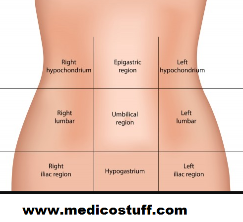 abdominal region