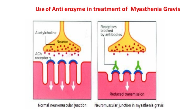 anti-enzyme