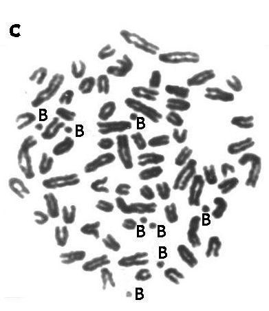 b chromosome