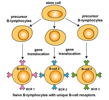 b lymphocyte