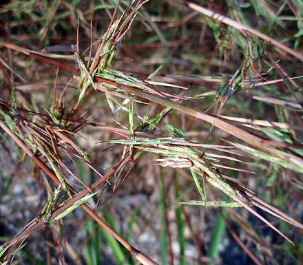 barbed-wire grass