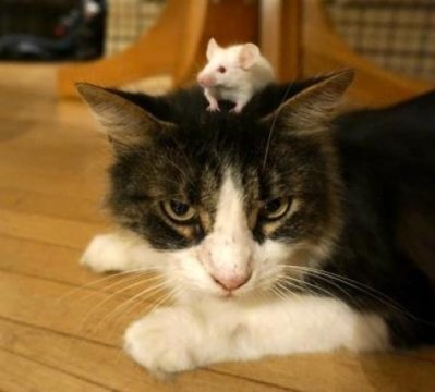 cat and mouse