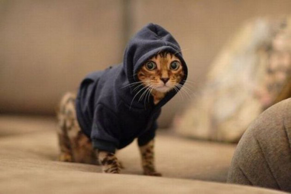 cat burglar