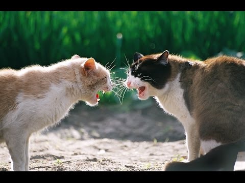 cat fight