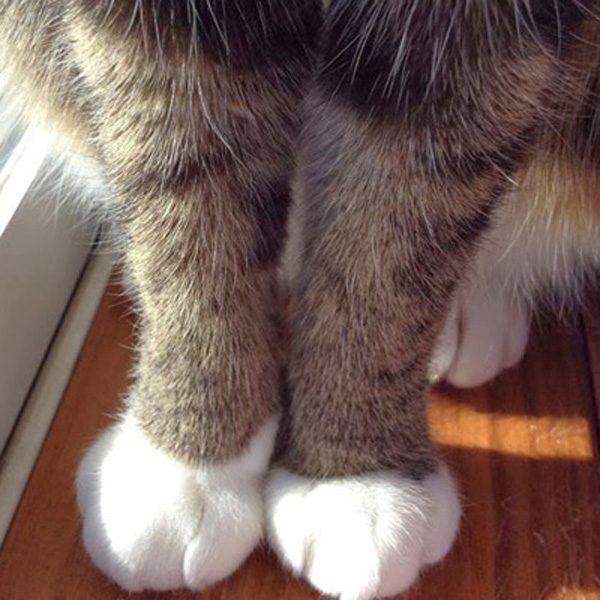 cat-foot