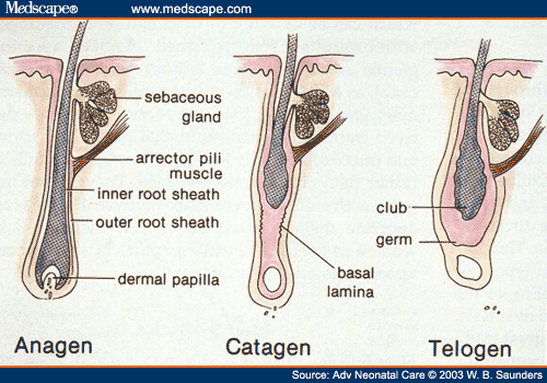 catagen