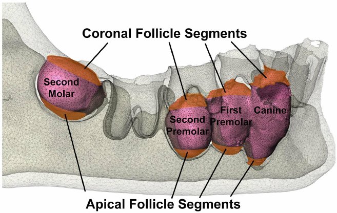 dental follicle