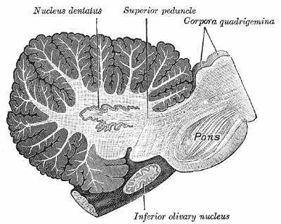 dentate nucleus of cerebellum