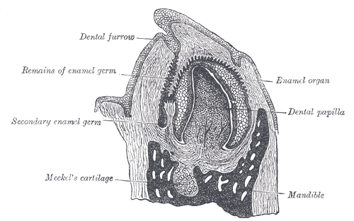 dentinal papilla