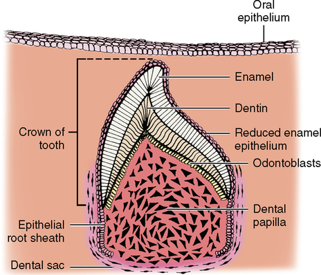dentinal sheath