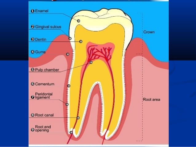 dentine