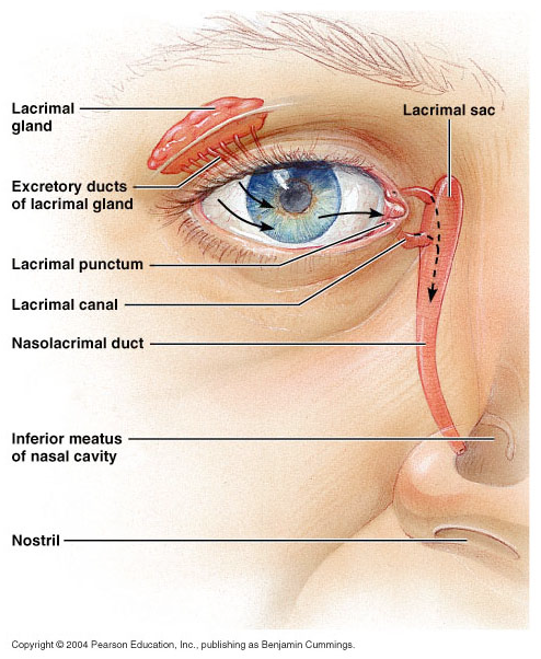 excretory ductule of lacrimal gland