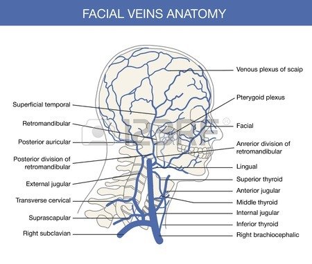 facial vein
