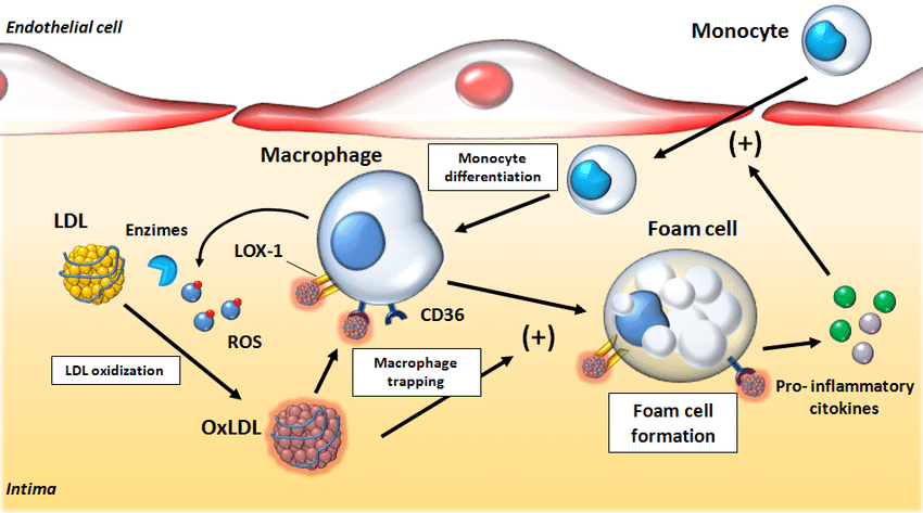 foam cell