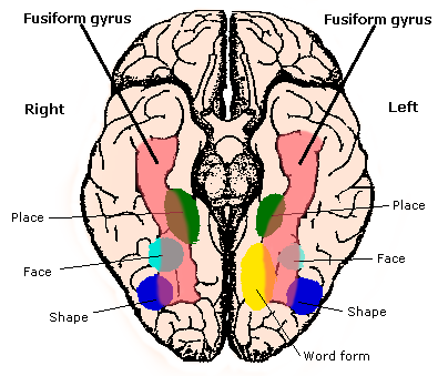 fusiform gyrus - Liberal Dictionary