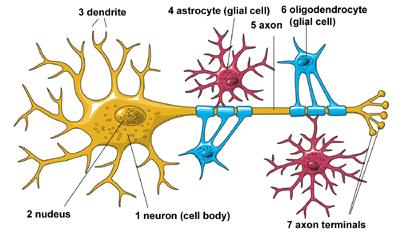 glia cell