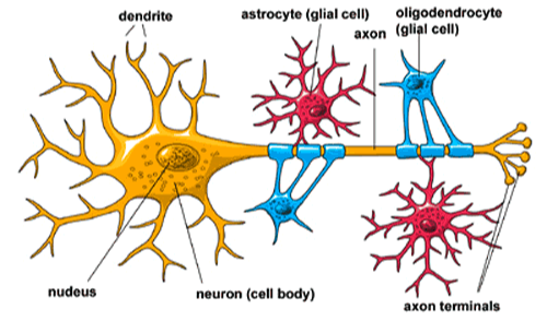 glial cell