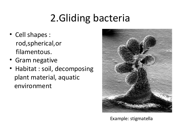 gliding bacteria