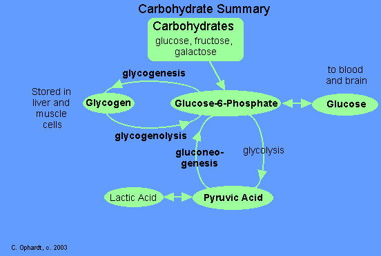 glucogenesis

glucogenesis