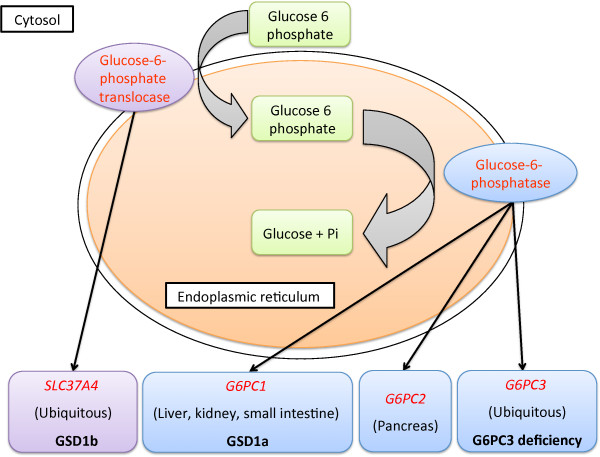 glucose-6-phosphatase