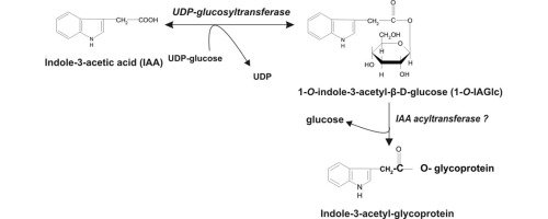 glucosyltransferase