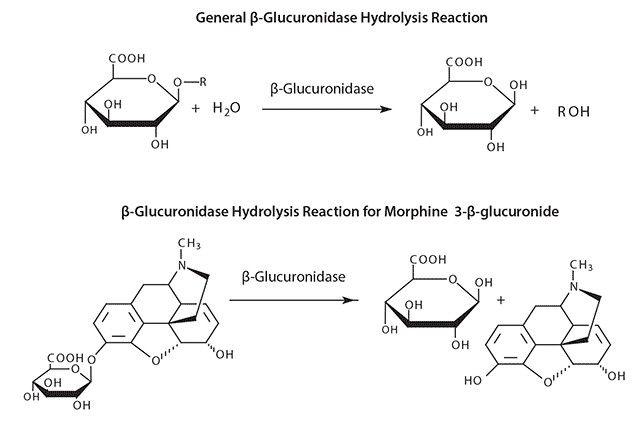 glucuronidase