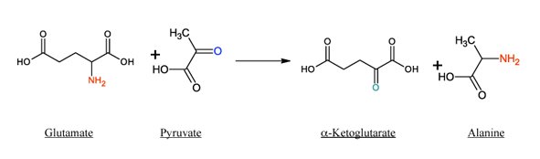 glutamic-pyruvic transaminase
