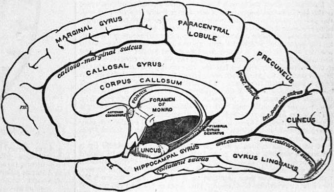 gyrus fornicatus