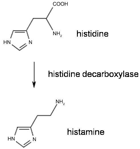 histidinase