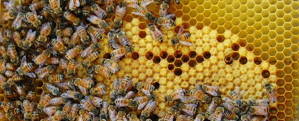 hive bee