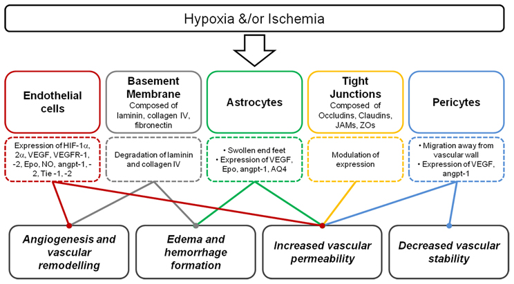 ischemic hypoxia