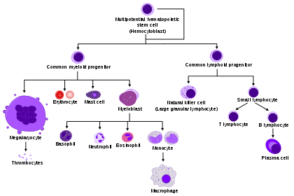 leukocytes