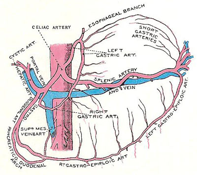 lienal artery