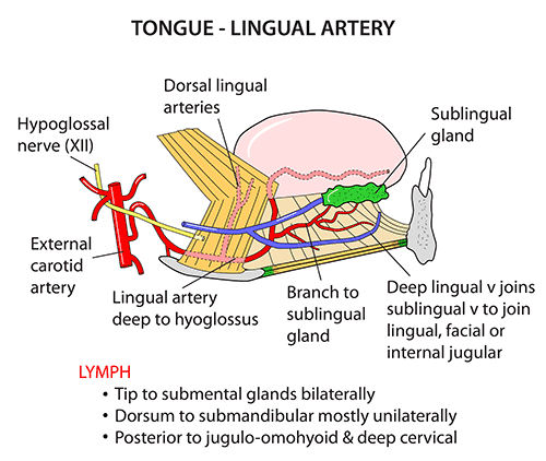 lingual artery