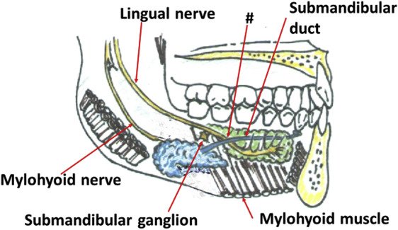 lingual nerve