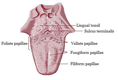 lingual papilla