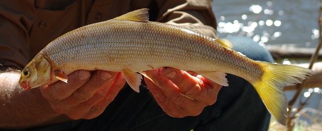 menominee whitefish