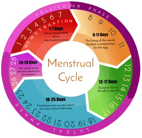 menstrual period