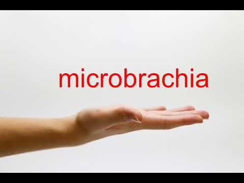 microbrachia