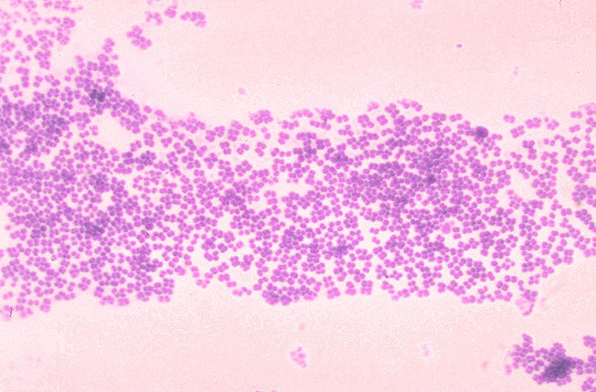 micrococcus