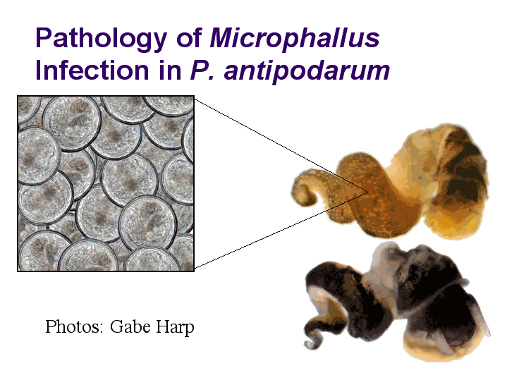 microphallus
