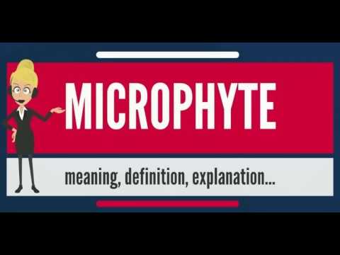 microphyte