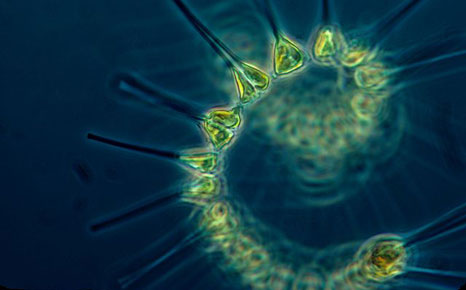 microplankton