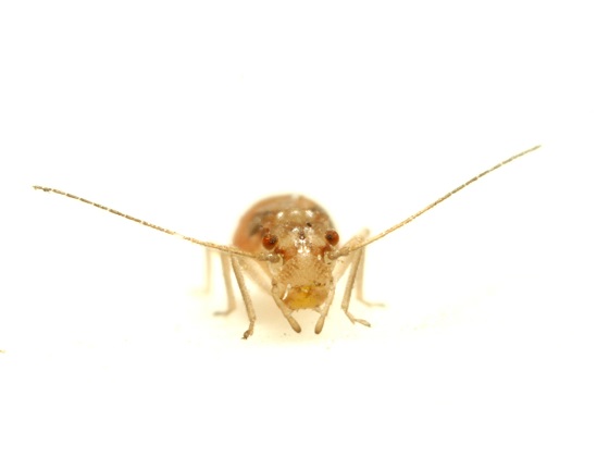 micropterous