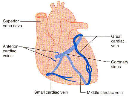 middle cardiac vein